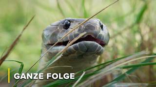 Räuber der Feuchtgebiete: Australiens furchterregendste Jäger | Tödliche Tiere Australiens 102