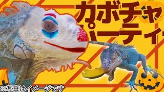 【爬虫類日和】ブルーイグアナは色で餌を選ぶって本当？【ハロウィンかぼちゃパーティー】