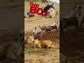 Lion Vs lioness|The boys#animals #shorts #viral #lionattitude