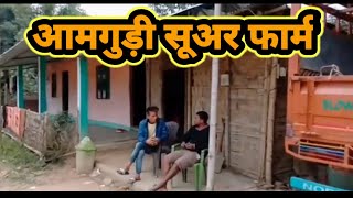 आमगुड़ी सूअर फार्म 2 साल पहले | Aamguri Pig Farm