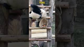 渝可“倒栽葱”式吃果果 #panda #pandafushun #cute #adorablepanda #animals #cutepanda #funny #pandalife #zoo