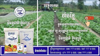 ជីធម្មជាតិ ដីមាស | បច្ចេកទេសដាំបន្លែ