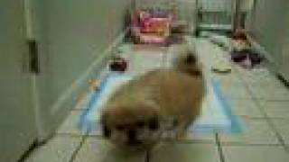 Pekingese Puppy2