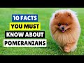 10 Pomeranian Dog Facts That Will Amaze You! 🤯 (#8 is MIND-BLOWING)