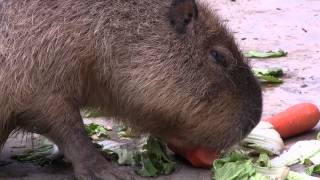 カピバラの食事シーン　（東武動物公園）