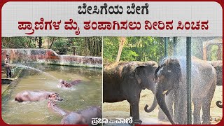 ಬೇಸಿಗೆಯ ಬೇಗೆ; ಪ್ರಾಣಿಗಳ ಮೈ ತಂಪಾಗಿಸಲು ನೀರಿನ ಸಿಂಚನ | Summer | Zoo | Water Sprinkling | Animals | Mysore