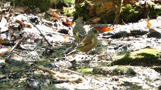 河口湖フィールドセンターのカワラヒワ（雌雄）その２（4K60P動画）