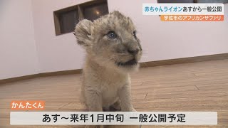 生まれて間もないライオンの赤ちゃん「かんたくん」すくすく成長 25日から公開