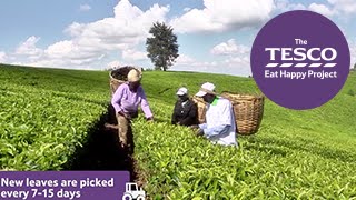 Tip Top Tea: how does tea grow?