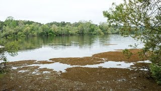 Aquatic weed clogging Sonoma Co. lakes may be firestorm related