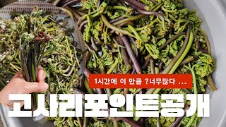 제주도고사리채취|제주도고사리포인트|고사리꺽기|제주고사리많은곳