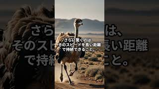 ダチョウの持久力と速さ、どれくらいすごいの？ #1分雑学 #マメ知識 #雑学#ダチョウ #速さ #持久力 #地上最速 #動物の能力 #雑学