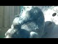 mum and baby💑ゲンキ母と次男キンタロウのまったり昼間🌸 genki and kintaro in leisurely lunchtime hours【zoo gorilla】