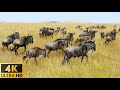 4K African Wildlife: Etosha National Park,Namibia - Relaxing Music With Video About African Wildlife