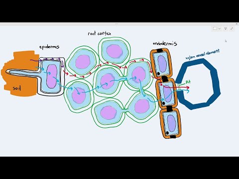 What transports water and minerals up from the roots?