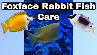 How To Care For The Foxface Tang (Foxface Rabbit Fish) A Beautiful Fish With A Painful Sting