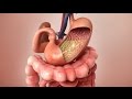 Aspirin Journey through the body - 3D Animation Aspirin Journey through the body - 3D Animation
