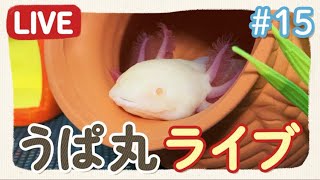 うぱ丸さんを見ながらおしゃべり！　/ウーパールーパー・飼育・飼い方・かわいい・おもしろ・両生類・メキシコサンショウウオ・アホロートル・メキシコサラマンダー