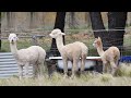 alpacas looking for water u0026 shade on a sunny afternoon