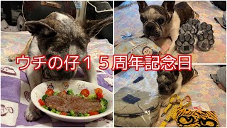 French  Bulldog  Chobo ウチの仔１５周年記念日