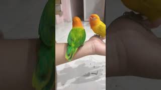 Lovebirds Nana and Coco Share a Sweet Moment | Adorable Bird Couple #Lovebirds #PetBirds #CutePets