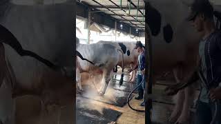 The shepherd carefully cleans the monster bull with water#bull #water #farming #viralvideo #foryou