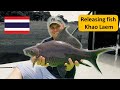 Stocking fish in Thailand at the Vajiralongkorn / Khao Laem Dam ปล่อยปลาสู่เขาแหลม Fishing Thailand