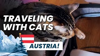 Winter Holidays With Cats | Day 1: Austria Bound! 🇦🇹