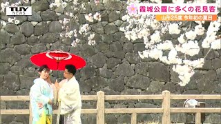 桜の名所・霞城公園早くも多くの花見客 入学式帰りの子どもや結婚する2人が桜の下で記念撮影