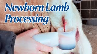 Newborn Lamb Processing