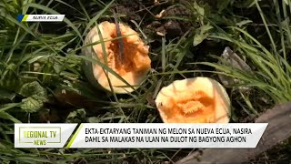 Regional TV News:  Ekta-ektaryang taniman ng melon sa Nueva Ecija, nasira dahil sa Bagyong Aghon