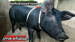 หมูพ่อพันธุ์เหมยซานแท้เกรดพรีเมียม