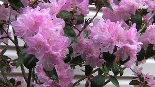 Tips for curbing spring allergies