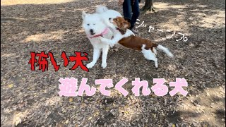 【コーイケル】ドッグランでは怖い犬と遊びたい犬がいる