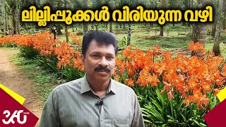 ലില്ലിപ്പൂക്കൾ വിരിയുന്ന വഴി  | Lily Flower Kerala