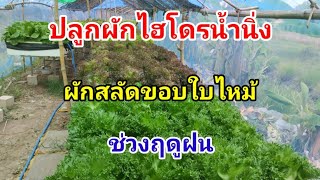 ผักสลัดขอบใบไหม้ Hydroponics / #บ้านสวนกิตติธรา #ผักสลัด