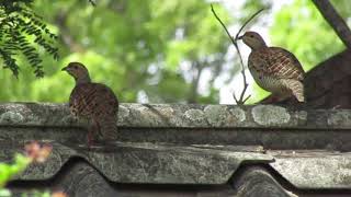 Grey Francolin Pair