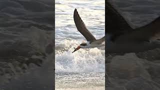 Incredible bird dodges massive incoming wave and catches a fish.