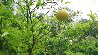 生命力を感じる甘夏の木