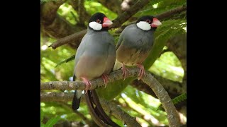 Java Sparrow display and mating