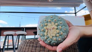 #50 - Unboxing some new cacti: Lophophora Fricii, Williamsii Ogata