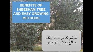 Sheesham tree / Taali tree / Dalbergia sissoo / Business Ideas / Sheesham Tree In Pakistan 2020