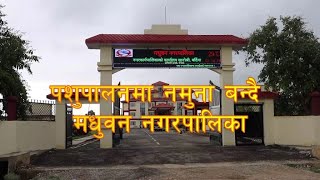 पशुपालनमा नमुना बन्दै मधुवन नगरपालिका