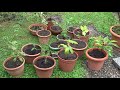 grow oak trees and chestnut trees yourself 6