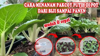 CARA MENANAM PAKCOY PUTIH DARI BIJI SAMPAI PANEN DI POT | HOW TO EASILY PLANT PAKCOY IN A POT