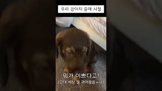 애기 강아지는 혼날 때 어떻게 할까?🐶#puppy #강아지 #혼나는중 #doglover  #귀여운강아지 #shorts