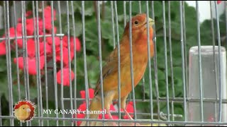 Canary 's Best song in th nature for training breeding canario belga salsa