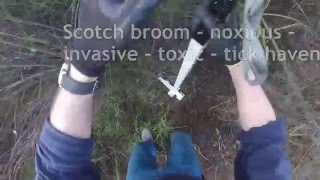 Pullerbear Pulling Scotch Broom Rapidly