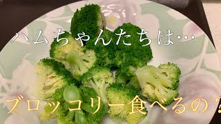 【ハムスター】【hamster】ハムちゃんに初のブロッコリーあげてみたよ！I gave Ham my first broccoli!