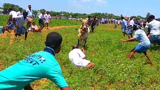 என்ன ஆச்சுன்னு நீங்களே பாருங்க || புலிமலைப்பட்டி மஞ்சுவிரட்டு